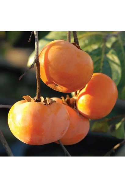 Спелые плоды горы Говерла крупным планом